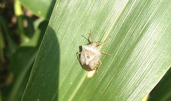 a brown stink bug on a corn plant